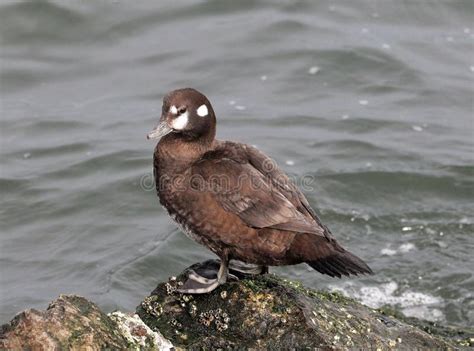 Female Harlequin Duck stock photo. Image of arlequin - 139071932