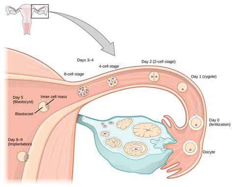 24.5. Human Pregnancy and Birth – Concepts of Biology – 1st Canadian ...