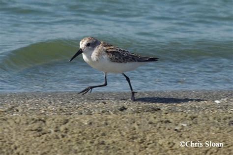 Tennessee Watchable Wildlife | Western Sandpiper - Habitat: 1