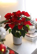 Red Poinsettia On Kitchen Table Free Stock Photo - Public Domain Pictures