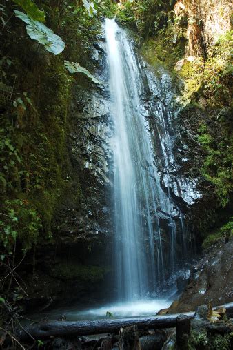 Cloud Forest Waterfall Stock Photo - Download Image Now - iStock