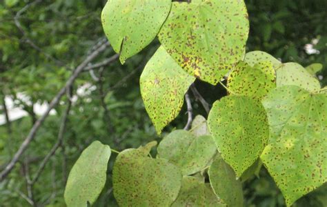 Cercis canadensis | Leaves | Centenary College Arboretum | Flickr