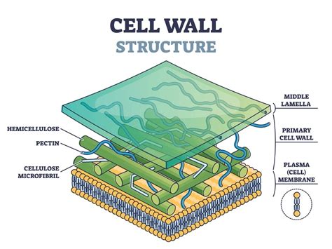 Eukaryotic cell wall: Structure, chemical composition, and function