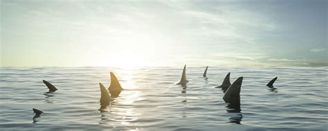 Texas Gov. Signs Shark Fin Ban Into Law | Shark Week | Discovery