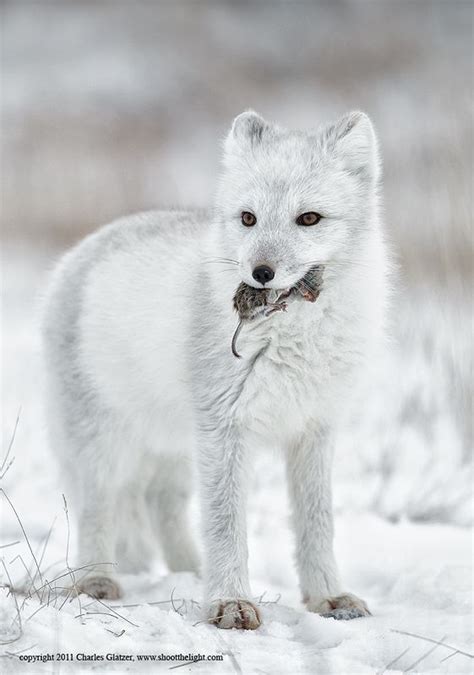 6 Facts About The Arctic Fox – Facts Bridage