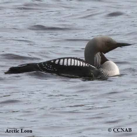 Arctic Loon (Gavia arctica) - ARLO