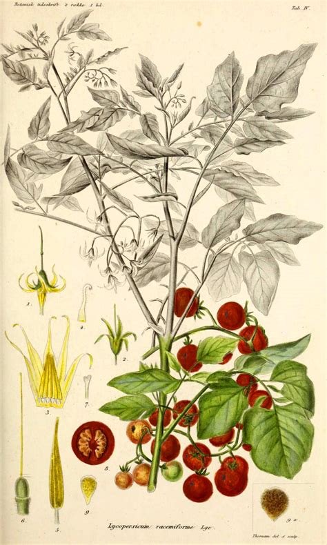 Researchers Sequence Genome of Tomato’s Wild Ancestor | Sci.News