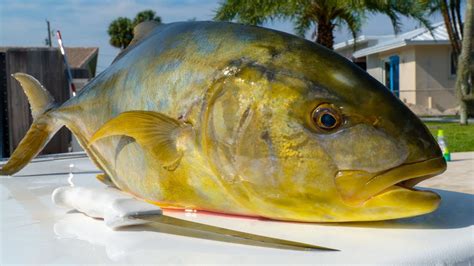 Yellow Jack! Catch Clean Cook - Bouillabaisse Fish stew Recipe!