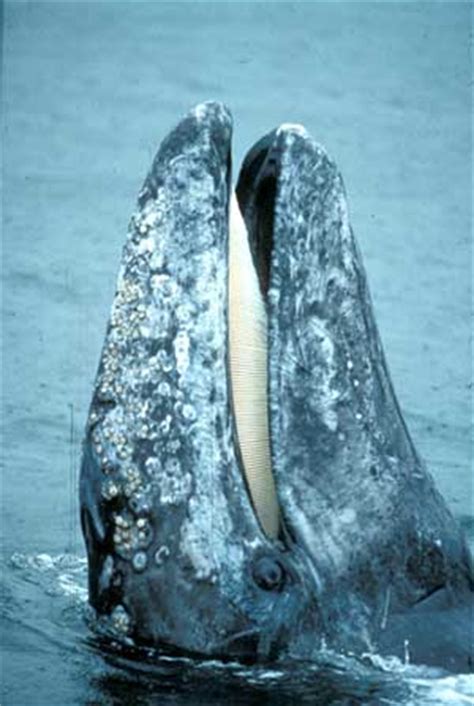 Varied diet has allowed gray whales to survive millions of years, study reveals | Smithsonian ...