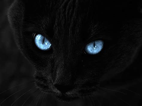 Black Cat Eyes Wallpaper - WallpaperSafari