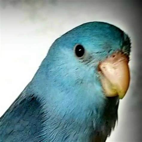 CrazyBirdLadies Parrotlets - Parrotlets for Sale, Breeder, Parrotlet Parrotlets For Sale ...