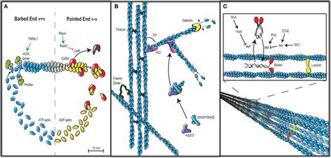 Actin cytoskeleton architecture. (A) Actin cytoskeleton dynamics rely ...