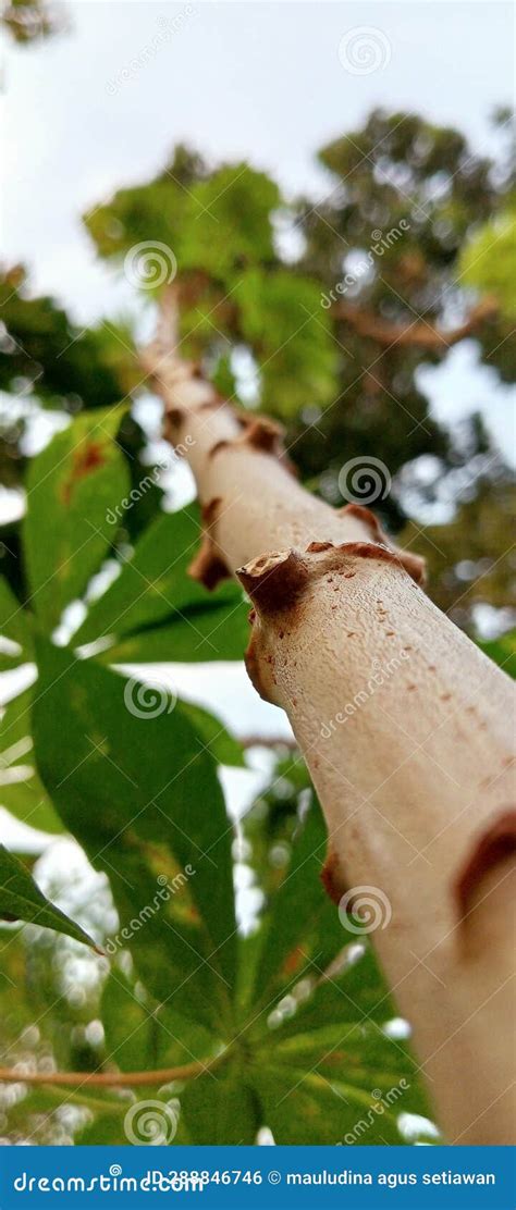 Cassava Tree in the Afternoon Stock Photo - Image of beutyfull, outdor ...