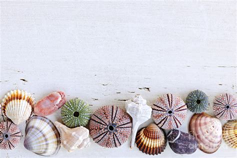 Seashells on wood background Photograph by Elena Elisseeva | Pixels