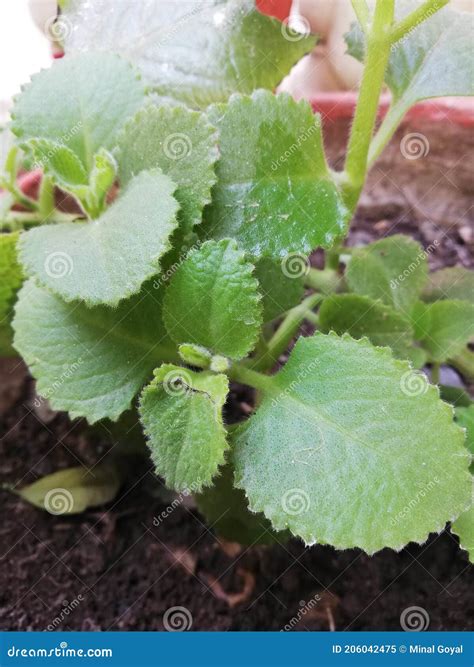 Ajowan Caraway a Medicinal Plant Stock Image - Image of caraway, humans: 206042475