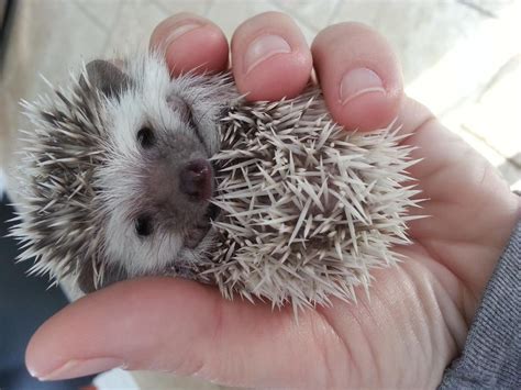 Baby Hedgehogs ♥♥♥Ready Now Hedgehog For Sale, Cute Hedgehog, Baby Hedgehogs, Animals Beautiful ...