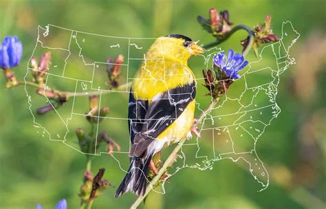 Goldfinch Migration + When They Migrate in Your Area