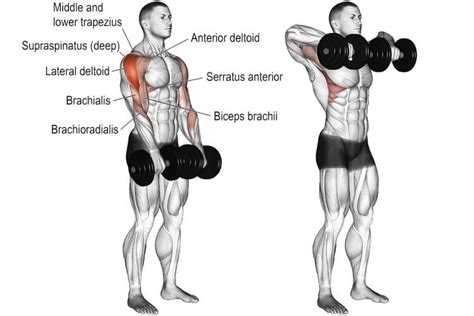 How to Do Dumbbell Upright Row Exercise Without Hurting Your Shoulders – Fitness Volt