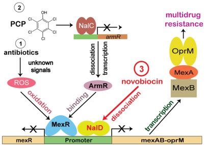 Novobiocin binding to NalD induces the expression of the MexAB‐OprM pump in Pseudomonas ...