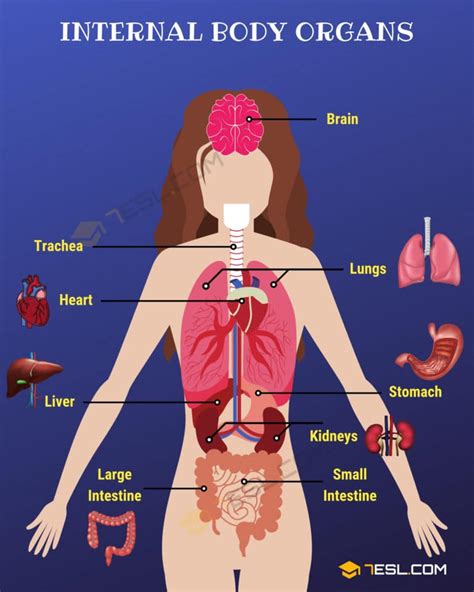 Body Parts: Parts Of The Body in English with Pictures • 7ESL