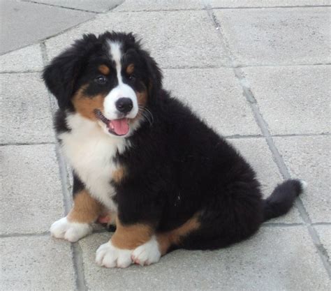 30+ Cute Bernese Mountain Dog Puppies | FallinPets