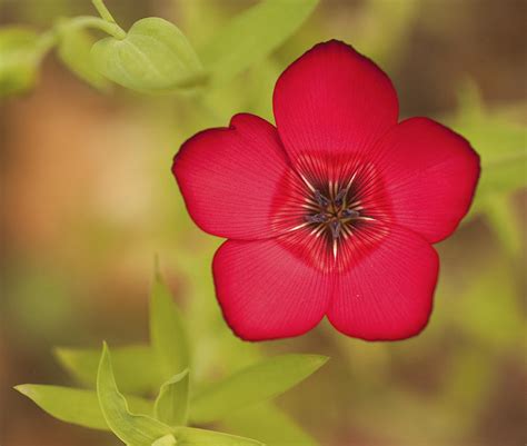 Vibrant Deep Red Wild Flower With Shallow Depth Of Field Photograph by Matthew Gibson