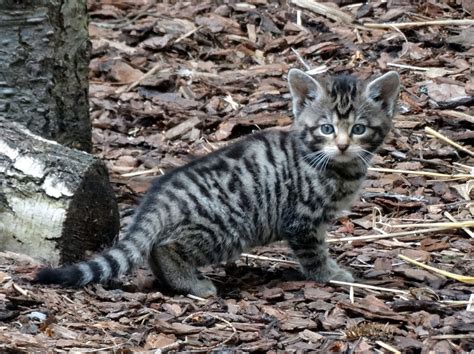 Wildcats set to be reintroduced into the Devon and Cornwall countryside