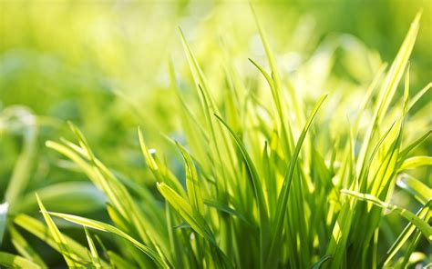 Wallpaper : grass, form, size, summer 1920x1200 - goodfon - 673001 - HD Wallpapers - WallHere