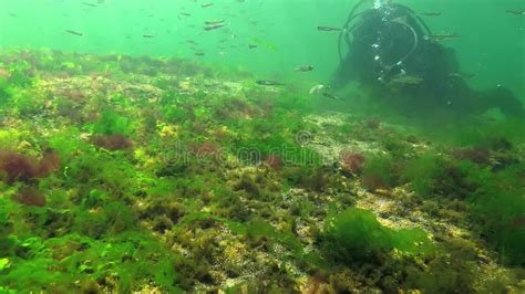 Photosynthesis in the Sea, a Diver Touches Oxygen Bubbles Synthesized by Algae. Green and Red ...