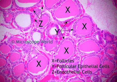 Microscope World Blog: Human Thyroid Gland