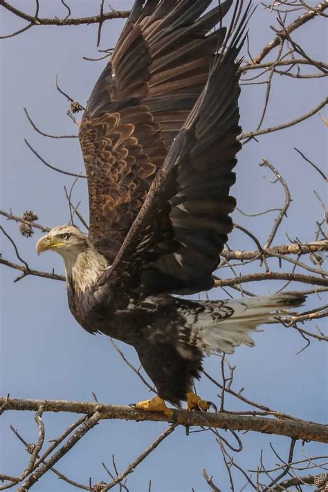 Wildlife Viewing - The Ranch at Rock Creek