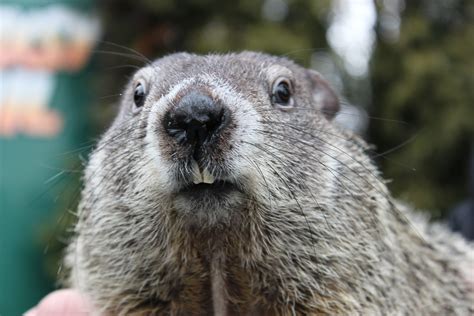 Groundhog Day 2021 - A Virtual Holiday - Punxsutawney Weather Discovery Center