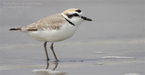 Snowy Plover - American Bird Conservancy