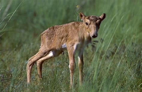 The Saiga Antelope - SNSH