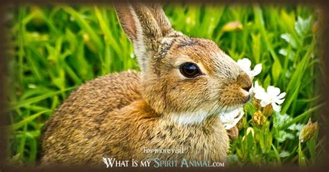 Rabbit Symbolism & Meaning | Spirit, Totem & Power Animal