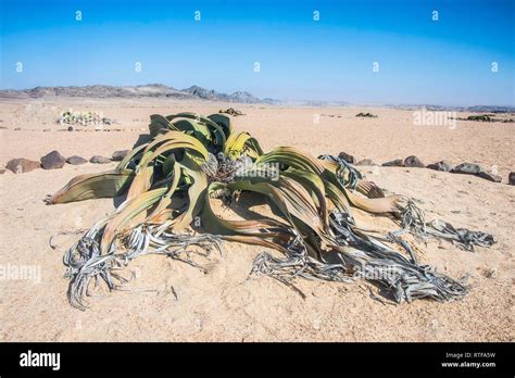 Welwitschia (Welwitschia mirabilis), Namib desert, Namibia Stock Photo ...