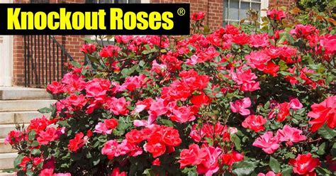 Knockout Roses Care: 5 Tips On How To Care For Knock Out Roses