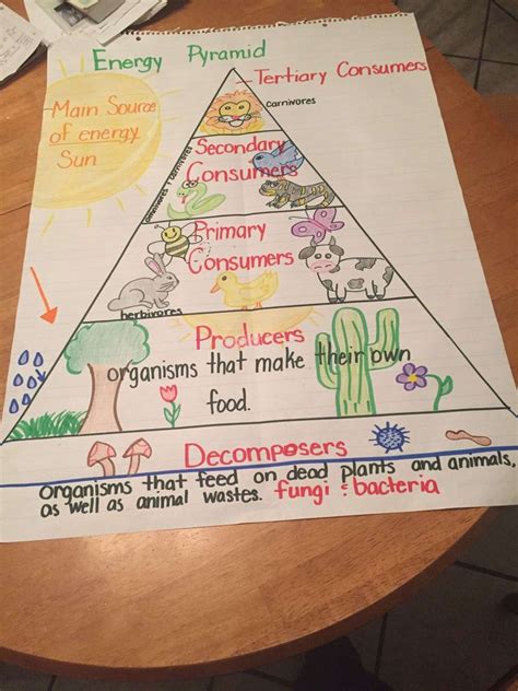 The Energy Pyramid Worksheet - Sixteenth Streets