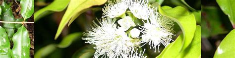 Aniseed Myrtle – Bush Tucker Recipes at the Aussie Table