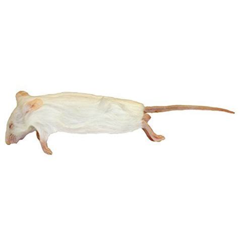 Frozen Mice Medium Size 15-22g - Pack of 50 | Bird supplies, Medium size, Interesting things