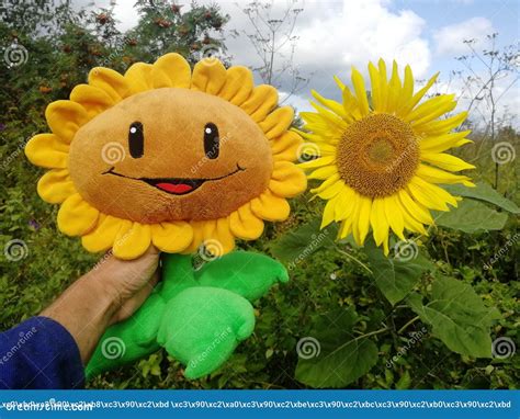 Plush Sunflower Plants Vs. Zombies Stock Image - Image of main, ease ...