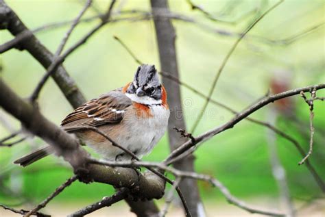 Bird, Gorrion. stock photo. Image of kitchen, rural, fauna - 16369148