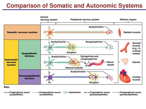 Diagram Compare Somatic Motor And Autonomic Nervous Systems