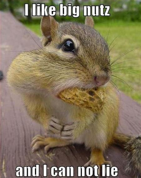 Bravest Information {BIN}: 13 FUNNY SQUIRREL PHOTOS AND MEMES