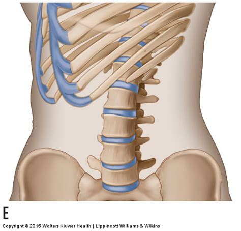 Motions of the Joints of the Lumbar Spine