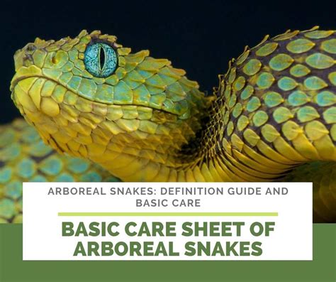 Arboreal snakes: Definition Guide And Basic Care