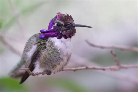 11 Hummingbirds in Florida with Pictures & Sounds | BirdJoy