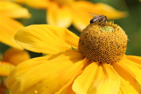 Insect on the sunflower free image download