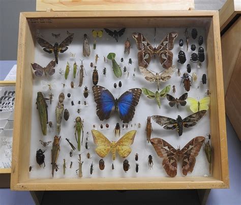 Bohart Museum of Entomology: A Need to Raise Funds for Traveling ...