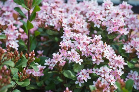 Indian Hawthorn: Plant Care & Growing Guide